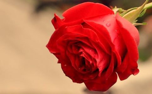 人生感悟:生活是一朵玫瑰