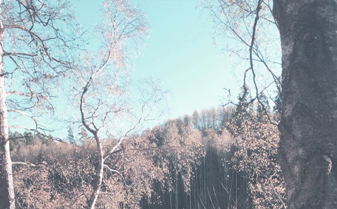 大班秋季班级工作计划