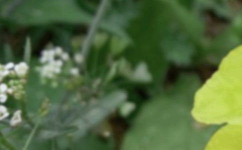 夏至的暖心祝福语