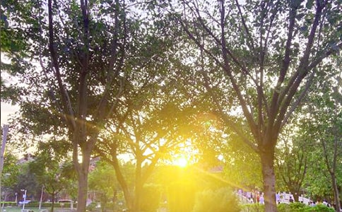 【热门】每日一句早安QQ问候语合集51条